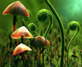 تحميل كتاب عالم النبات